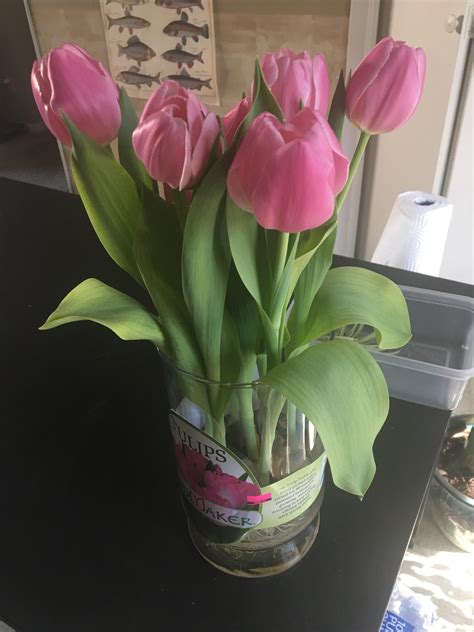 I Received These Tulips Planted In Water As A T And I Was Wondering