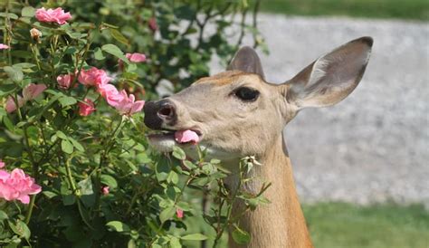 The diet of a wild deer includes such things as grass, bark, twigs deer have long been considered agricultural pests because of their propensity to feed on crops. What do Deer Like to Eat? - The Survival Life