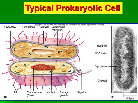 The Structure Of A Prokaryotic Cell