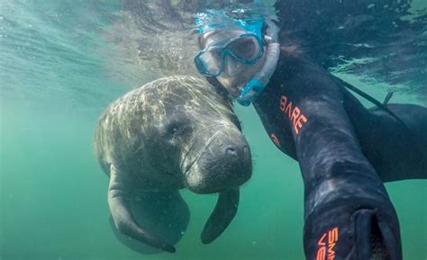 My Guide To Booking The Best Manatee Tours In Crystal River Florida