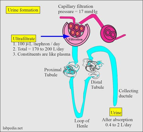 Way To Simplify Urine Formation Process Urine Analysis Part 2 Urine