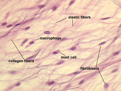 Loose Connective Tissue Areolar Loose Connective Tissue Histology