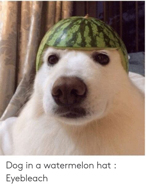Dog With Russian Hat Meme Communist Comrade Doggo Meme Funny Doge Dog