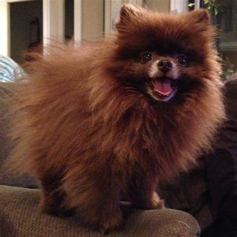 Brown Pomeranian Dog