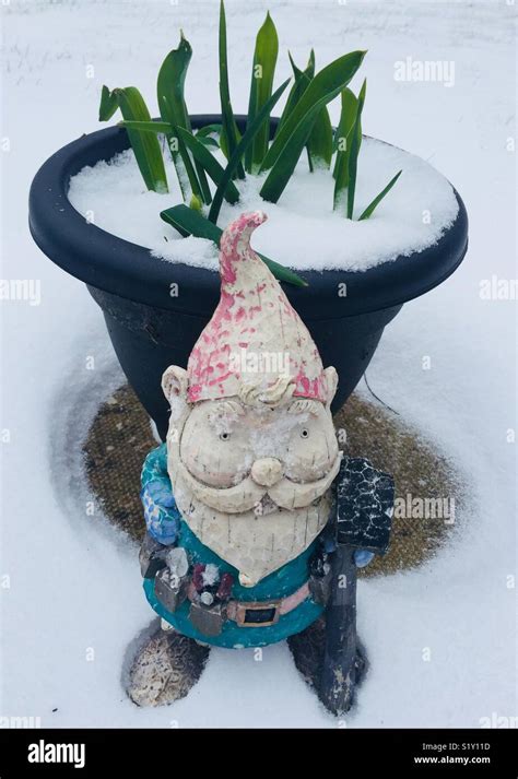 Garden Gnome In The Snow Stock Photo Alamy