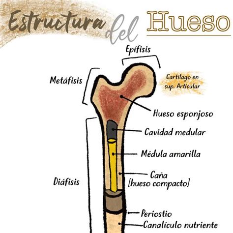 Estructura Del Hueso Hueso Medicina Humana Udocz
