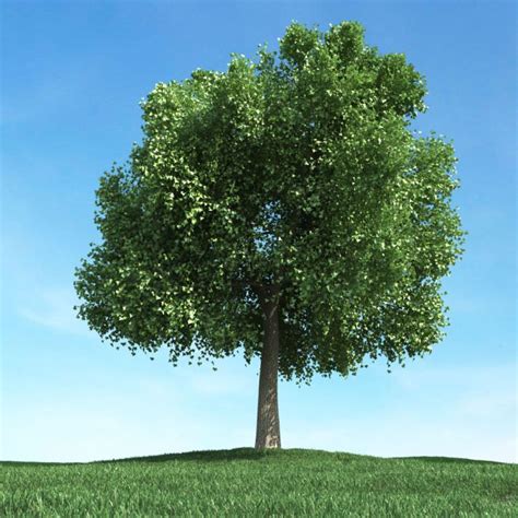 Large Leafy Green Tree 3d Model Cgtrader