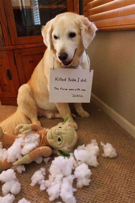 31 Of The Most Hilarious Dog Shaming Photos Ever Funny Animals