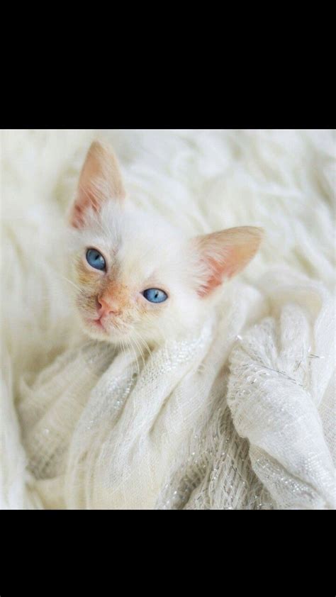 Baby Blue Cats Animals Baby Blue