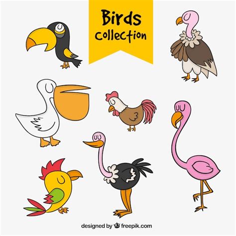 Colección De Aves Dibujadas A Mano Vector Gratis