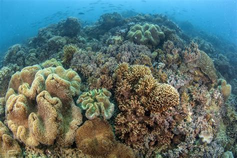 Vibrant And Diverse Coral Communities On Reefs Fringing The Whitsunday