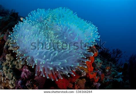 Bleached Magnificent Anemone Heteractis Magnifica Grows Stock Photo