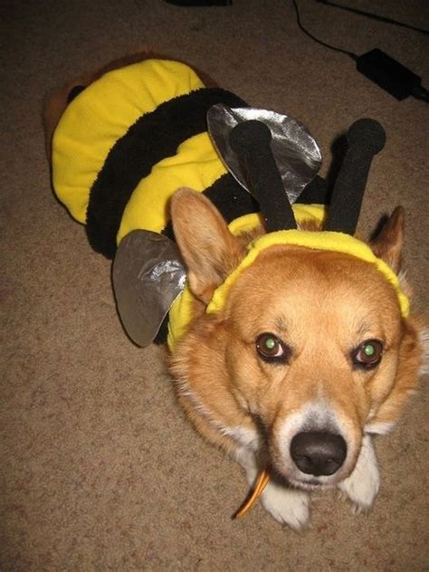 Corgis In Costumes Amazing And Funny