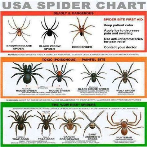 Spider Chart Learn Me Somethin Pinterest