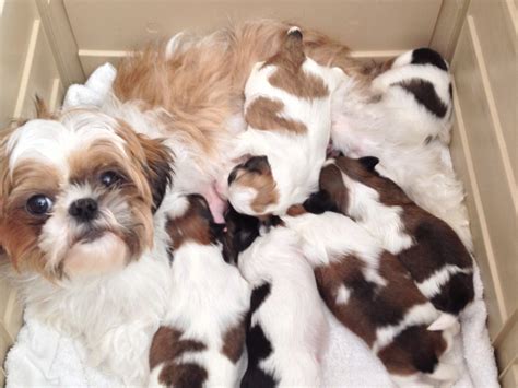 We are your number one michigan shih tzu breeder. View Ad: Shih Tzu Puppy for Sale, Michigan, BLOOMFIELD HILLS, USA