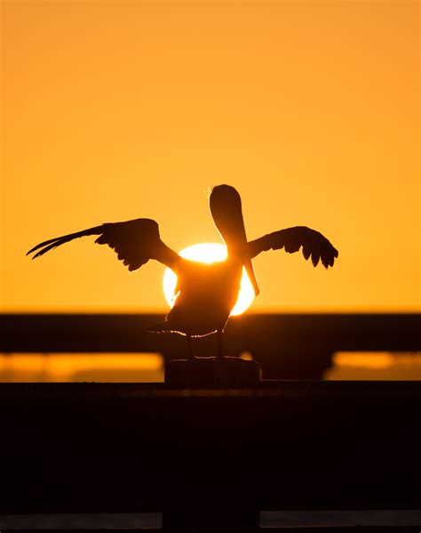 Sunrise Silhouettes Matthew Paulson Photography