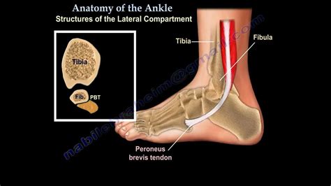Anatomy Of The Foot And Ankle Everything You Need To Know