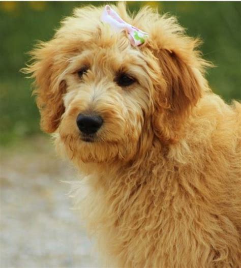 Different Types Of Goldendoodle Generations F1 F1b F2 F2b