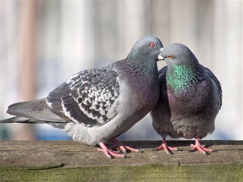 Pigeon Pairing Rock Pigeon Couple In Courtship Play Photo Flickr