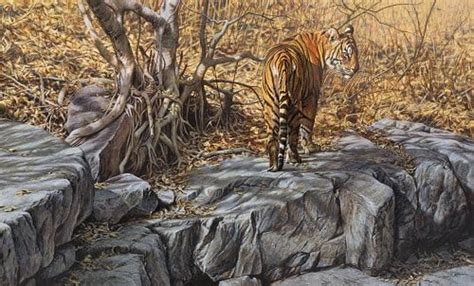 Limited Edition Wildlife Art Prints For Sale Alan M Hunt Tiger