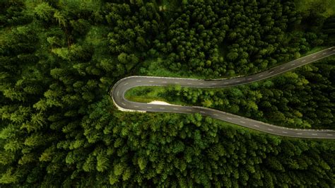 919389 Grass Forest Trees Hairpin Turns Drone Photo Plants