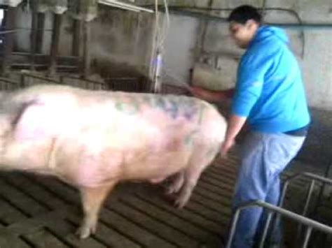 Guy Rides Male Pig The Last Sec Is Very Funny Youtube
