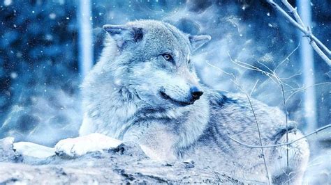 Winter Wolf Hd Wallpapers Wolf Wallpaperspro