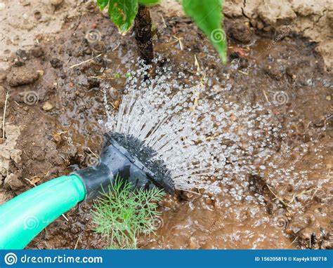Watering Plants From A Watering Can. Watering Strawberries. Drought Stock Image - Image of ...