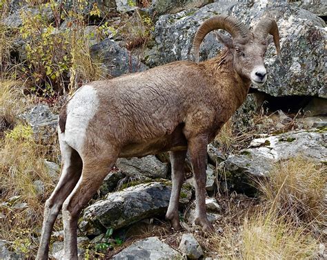 Ram Mountain Goat