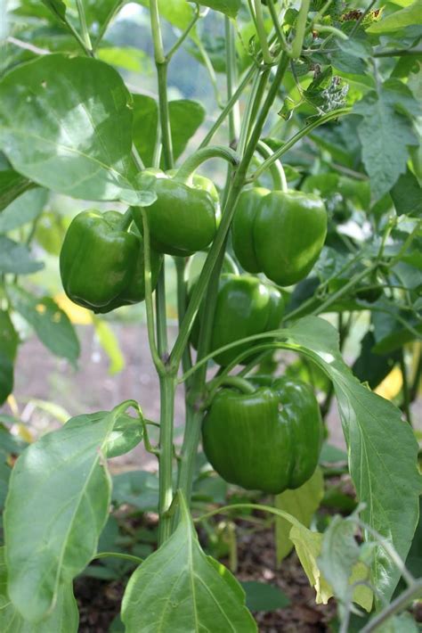 All About Growing Bell Peppers In A Container Container Gardening