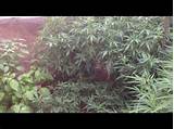 Pictures of Ways To Grow Marijuana