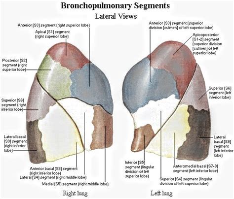 Bronchopulmonary Segments Pt Master Guide