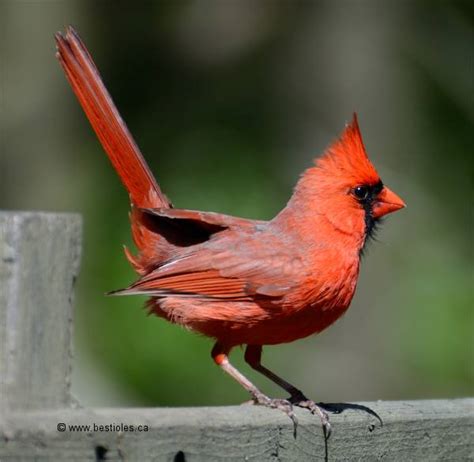 Photographies De Cardinal Rouge