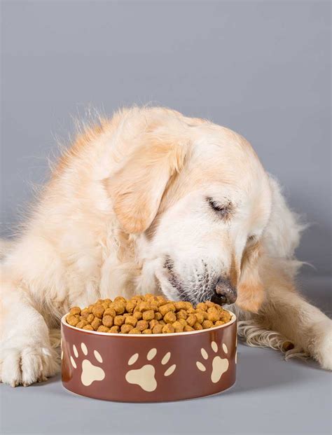 Best Food For Golden Retrievers With Allergies The Happy