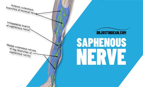 Saphenous Nerve Entrapment Dr Justin Dean