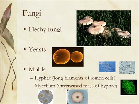 Ppt Fungi Powerpoint Presentation Free Download Id1220364