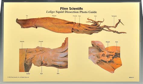 Loligo Squid Dissection Photo Guide Pkg Of 5 Flinn Scientific
