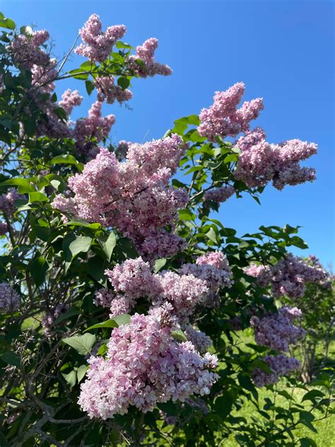 Does Anyone Still Want To See Lilacs Rbgs Arboretum Has A Whole Grove