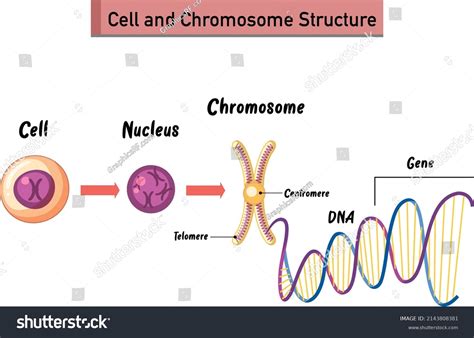 Cell And Chromosome Structure Infographic Royalty Free Stock Vector