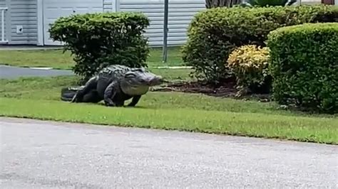 Neighbors Spot Monster Alligator Strolling Through South Carolina