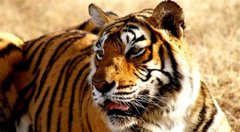 Indian Animals A Guide To 40 Incredible Indian Wildlife Species