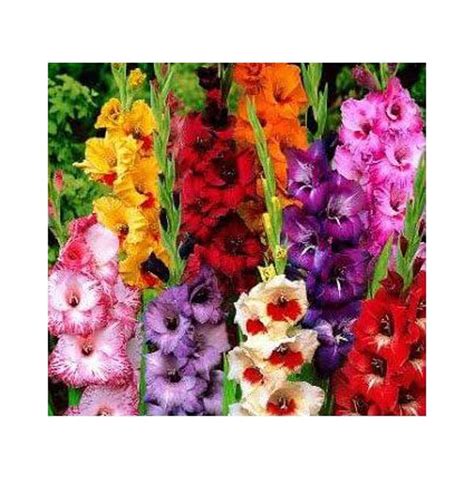 Usa Made And Shipped From Large Bulbs 20 Attractive Flowers