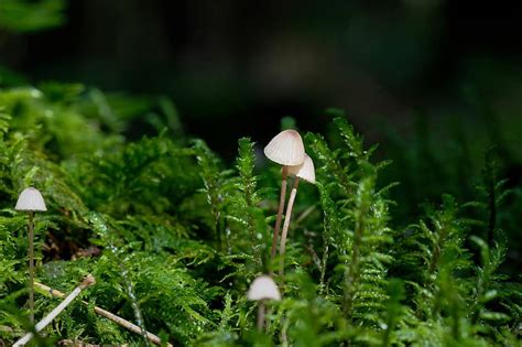 Mushroom Hamid Forest Nature Light Moss Close Up Backlighting