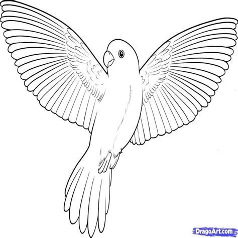 Drawing The Parrot Ww2 Coloring Drawing Image
