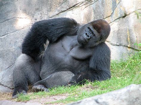 Funny Gorilla Stock Photos Pictures And Royalty Free Images Istock