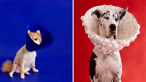 Portraits Show Dogs Transformed By Cones Of Shame The Picture Show Npr