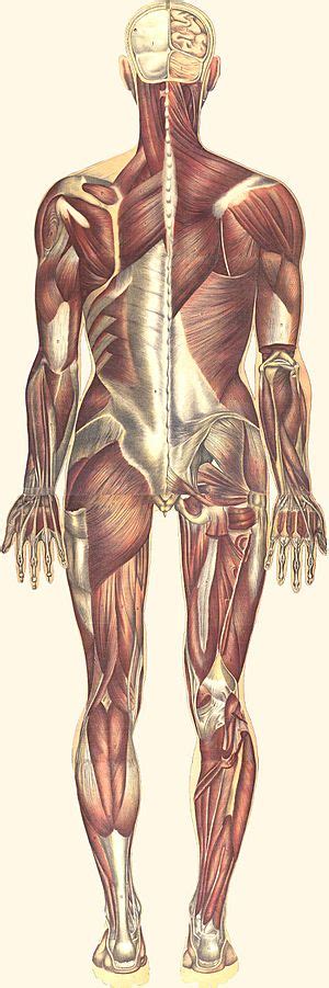 Muscular System Body Parts