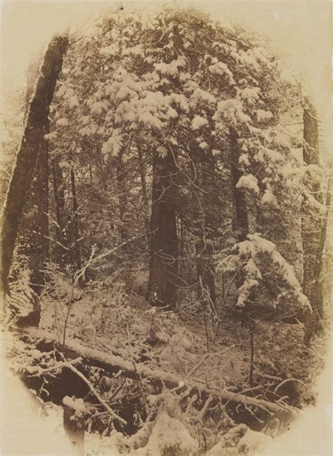 Untitled Woods In Snow By William James Stillman