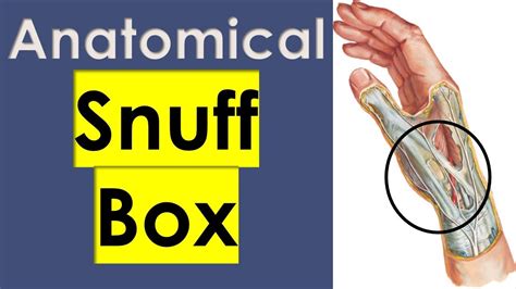 Anatomical Snuff Box 914 Upper Limb كلية الطب مادة التشريح