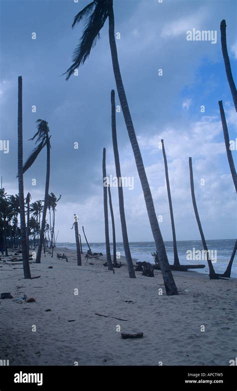 Hurricane Palm Trees Destroyed Hi Res Stock Photography And Images Alamy